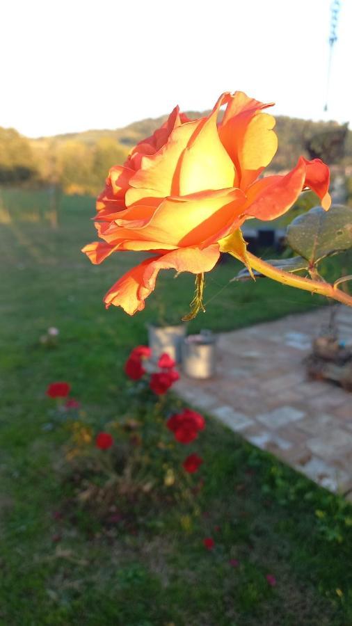 Beb Montefratta Bed & Breakfast Fratta Terme Bagian luar foto
